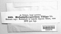 Helminthosporium tiliae image